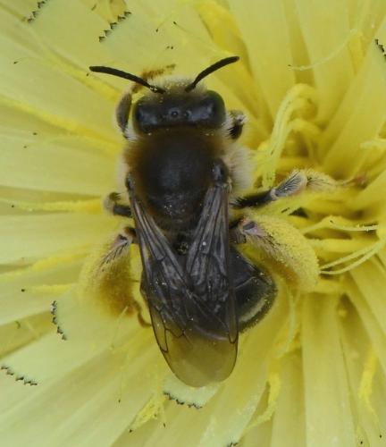Eucera nigrifacies